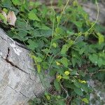 Merremia hederacea Blatt