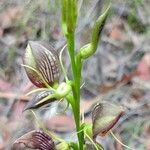 Cryptostylis erecta 花