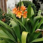 Clivia × cyrtanthiflora Blomma