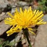 Crepis conyzifolia Blüte