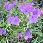 Echium creticum Flower