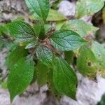 Parietaria judaica Leaf