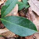 Arisaema dracontium পাতা