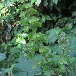 Ocimum campechianum Feuille