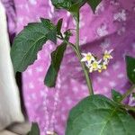 Solanum americanum Blüte