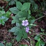 Geranium nodosumVirág