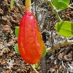 Capparis cartilaginea Fruit