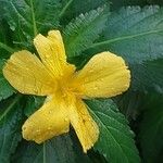 Turnera ulmifolia Цветок