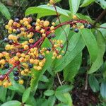 Miconia longifolia Плод