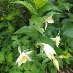 Aquilegia pubescens Flower