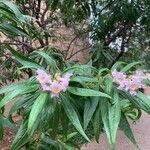 × Chitalpa tashkentensis Blomst