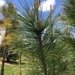 Pinus ayacahuite برگ