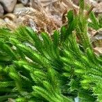 Selaginella pilifera