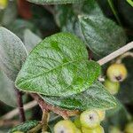 Cotoneaster franchetii Foglia