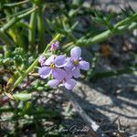 Cakile maritima Blomst