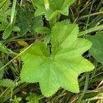 Alchemilla subcrenata Feuille