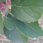 Alchornea glandulosa Лист