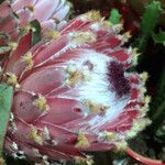 Protea cynaroides Floare