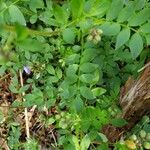 Polemonium reptans Liść