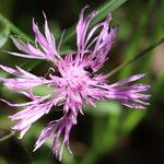 Centaurea rhaetica Flower