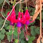 Fuchsia hybrida Kvet