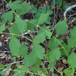 Triumfetta rhomboidea Leaf