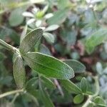 Chrysojasminum fruticans Feuille