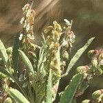 Melilotus sulcatus Flower