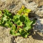 Cymbalaria muralis Leaf