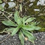 Plantago argentea Liść