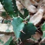 Euphorbia resinifera Leaf