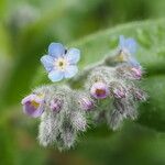 Myosotis minutiflora 花