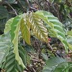 Coffea canephora Hoja