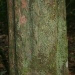 Chaetocarpus schomburgkianus Corteza