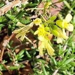 Erucastrum gallicum Leaf