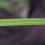 Poa palustris 葉