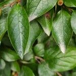 Cotoneaster acutifolius Foglia