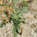 Datura ferox Fruit