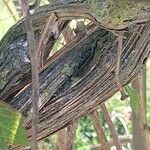 Clematis chrysocoma Corteza
