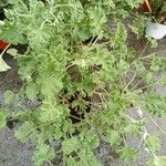 Pelargonium odoratissimum List