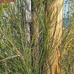 Casuarina cunninghamianaΦύλλο