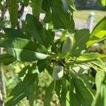 Prunus dulcis Leaf