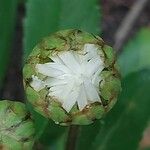 Nipponanthemum nipponicum 花