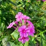 Phlox maculata Blüte