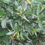 Chrysojasminum fruticans List