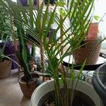 Howea forsteriana Hoja