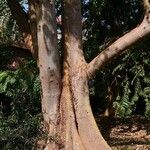 Ficus variegata Écorce
