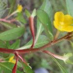 Ludwigia inclinata 葉