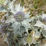 Eryngium maritimumFlower