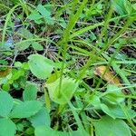 Parnassia glauca Fuelha